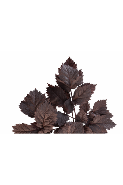 Astilbe Dark Side of the Moon